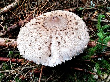 Close-up of mushroom growing in field