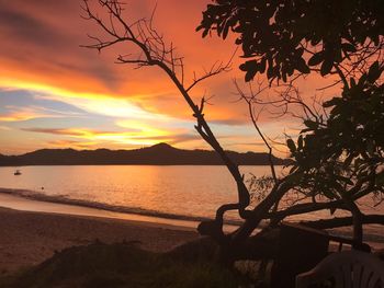 Silhouette tree on beach against sky during sunset