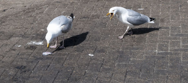 Seagull on sidewalk