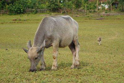 The water buffalo or bubalus bubalis, also called the asiatic buffalo, a large bovid originating.