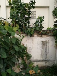 Ivy growing on wall of house