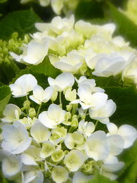 Close-up of white flowering plants