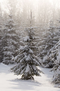 Snow covered pine trees in forest