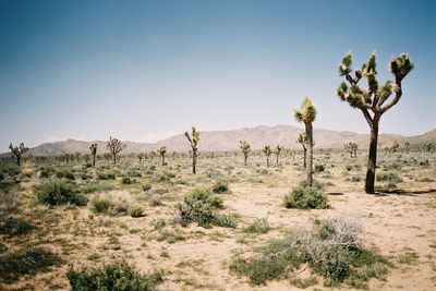 Trees on desert against clear blue sky