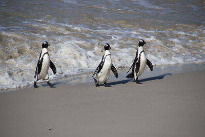 View of three penguins at beach