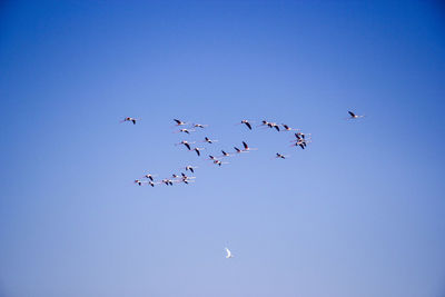 Low angle view of birds flying in the sky