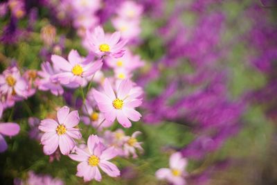 Close-up of pink cosmos flowers blooming outdoors