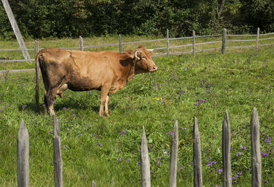 Sheep grazing on grassy field