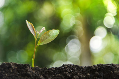 Close-up of plant growing outdoors