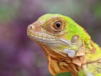 Close up of iguana