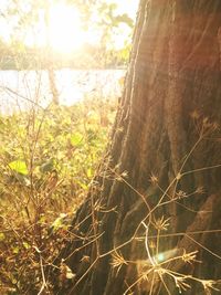 Trees growing in forest against sky