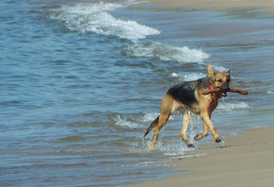 German shepherd carrying stick on shore at beach