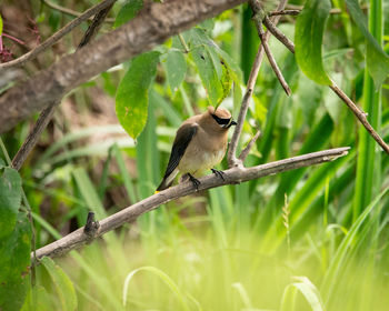 Bird perching on a tree