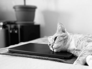 Close-up of a cat on table at home