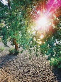 Sun shining through trees in forest