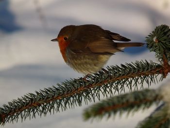 Close-up of bird perching on tree against sky