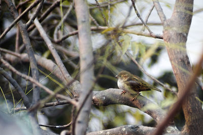 Close-up of bird perching on branch