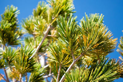 Low angle view of leaves against blue sky