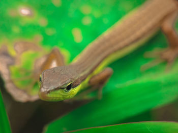 Close-up of lizard