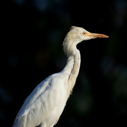 Close-up of bird