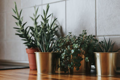 Close-up of potted plants on table at home