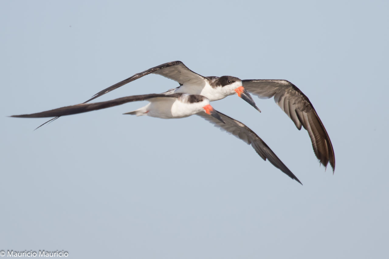 LOW ANGLE VIEW OF BIRDS FLYING OVER BLURRED BACKGROUND