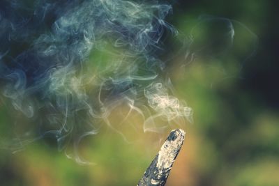 Close-up of plant against blurred background