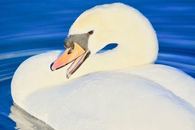 Close-up of swan swimming on lake