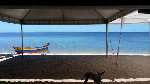 View of dog on beach