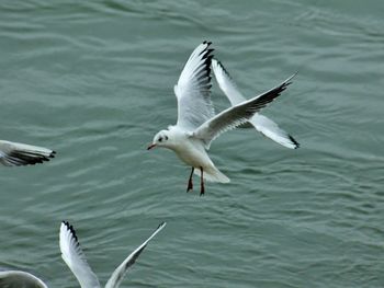 Seagulls flying over lake