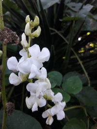 Close-up of flowers blooming outdoors