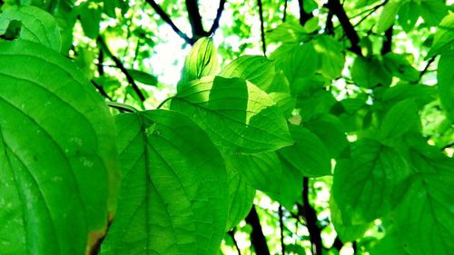 Low angle view of plants