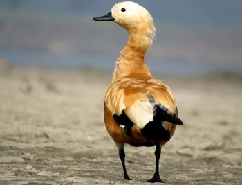 Ruddy shelduck