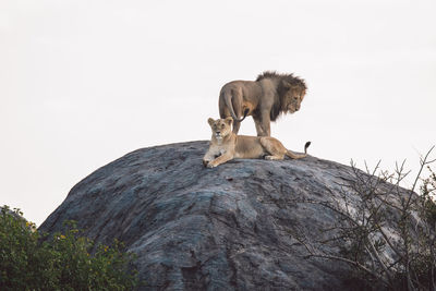 Lion and lioness standing on a rock against the sky