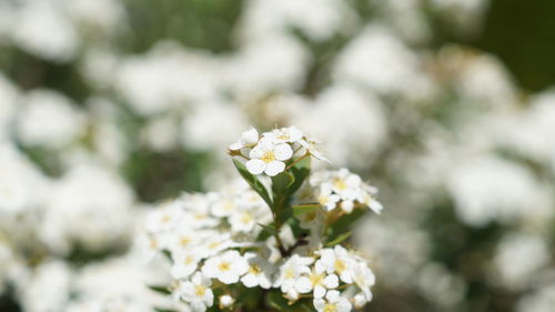 Close-up of white flowering plant