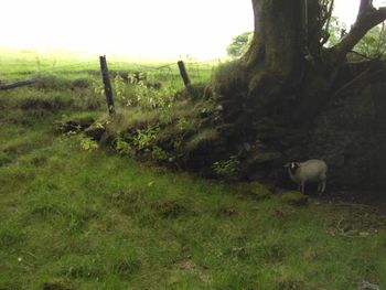 View of a sheep on field