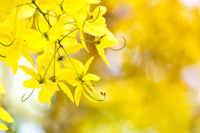 Close-up of yellow flowering plant