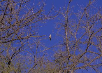 Low angle view of bare trees against blue sky