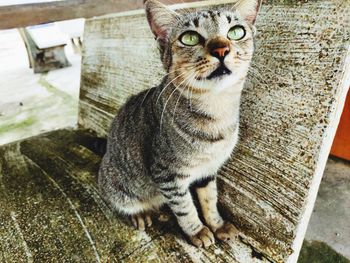 Portrait of cat sitting outdoors