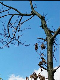 Low angle view of dead tree against clear sky