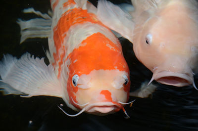 Close-up of fish swimming in pond