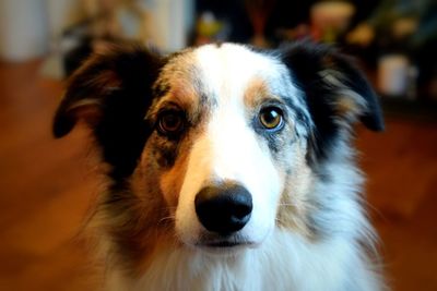 Close-up portrait of dog