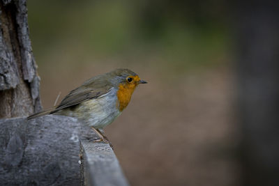 Close-up of bird perching on wood