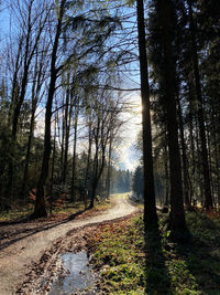 Road amidst trees in forest against sky