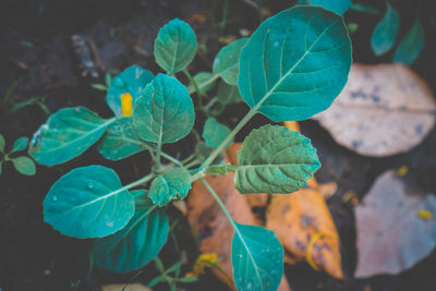 Close-up of leaves