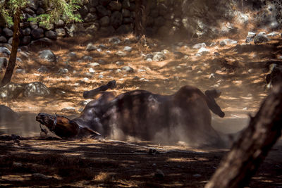 View of waterfall on rocks