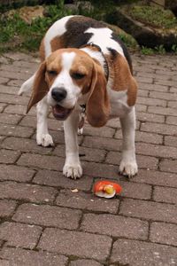 Beagle eating with egg on footpath