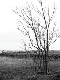 Bare trees on field