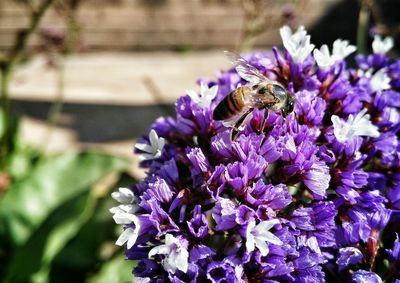 Close-up of bee on purple flowers