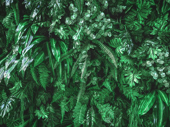 Full frame background of green artificial plants wall